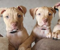 American Pit Bull Terrier Puppies for sale in Rockledge, Florida. price: $500