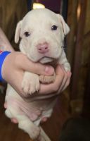 American Pit Bull Terrier Puppies for sale in Sanford, North Carolina. price: $250