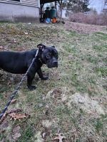American Pit Bull Terrier Puppies for sale in Salem, New Hampshire. price: $500