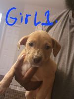American Pit Bull Terrier Puppies for sale in Chattanooga, Tennessee. price: $75