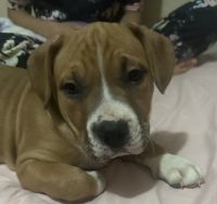 American Pit Bull Terrier Puppies for sale in Danville, Virginia. price: $350