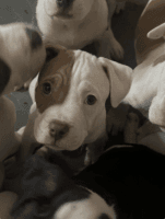 American Pit Bull Terrier Puppies for sale in Los Angeles, California. price: $300