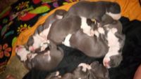 American Pit Bull Terrier Puppies for sale in Vian, Oklahoma. price: $500
