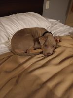 American Pit Bull Terrier Puppies for sale in Riverside, California. price: $500