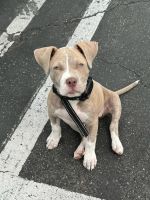 American Pit Bull Terrier Puppies for sale in Los Angeles, California. price: $800