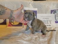 American Pit Bull Terrier Puppies for sale in Kennesaw, GA, USA. price: $2,000