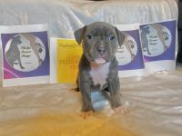 American Pit Bull Terrier Puppies for sale in Kennesaw, GA, USA. price: $1,500