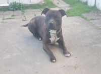 American Pit Bull Terrier Puppies for sale in Portage, Indiana. price: $200