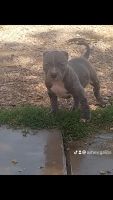 American Pit Bull Terrier Puppies for sale in North Las Vegas, NV 89030, USA. price: $400