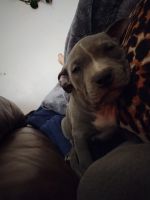 American Pit Bull Terrier Puppies for sale in North Las Vegas, NV 89030, USA. price: $400