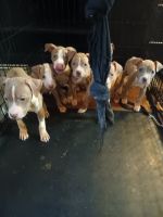 American Pit Bull Terrier Puppies for sale in 17111 North Fwy, Houston, TX 77090, USA. price: $600