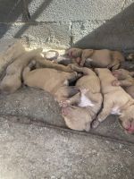 American Pit Bull Terrier Puppies for sale in El Paso, Texas. price: $250