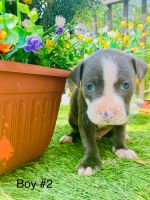 American Pit Bull Terrier Puppies for sale in Monroe, Georgia. price: $250