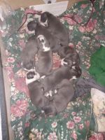 American Pit Bull Terrier Puppies for sale in Vian, Oklahoma. price: $500,300