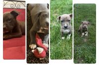 American Pit Bull Terrier Puppies for sale in Damascus, MD 20872, USA. price: $500