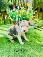 American Pit Bull Terrier Puppies for sale in Monroe, Georgia. price: $350