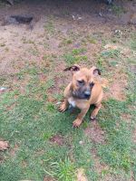 American Pit Bull Terrier Puppies for sale in Huntsville, Texas. price: $150