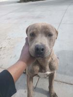 American Pit Bull Terrier Puppies for sale in Apple Valley, California. price: NA