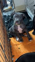 American Pit Bull Terrier Puppies for sale in Eugene, Oregon. price: $1,000