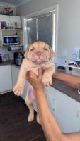 American Pit Bull Terrier Puppies for sale in Perth, Western Australia. price: $500