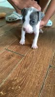 American Pit Bull Terrier Puppies for sale in Minneapolis, Minnesota. price: $800