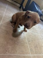 American Pit Bull Terrier Puppies for sale in Garland, Texas. price: $100