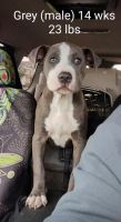 American Pit Bull Terrier Puppies for sale in Lexington, Kentucky. price: $300