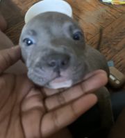 American Pit Bull Terrier Puppies for sale in Brooklyn, New York. price: $450