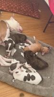 American Pit Bull Terrier Puppies for sale in Woonsocket, Rhode Island. price: $800