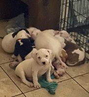 American Pit Bull Terrier Puppies for sale in Bolivar, Missouri. price: $300