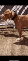 American Pit Bull Terrier Puppies for sale in New York, NY, USA. price: $1,300