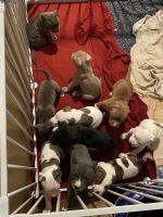 American Pit Bull Terrier Puppies for sale in Brooklyn Park, Maryland. price: $300