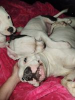 American Pit Bull Terrier Puppies for sale in Augusta, Georgia. price: $100