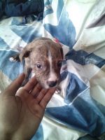 American Pit Bull Terrier Puppies for sale in Bronx, New York. price: $400