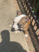 American Pit Bull Terrier Puppies for sale in Roswell, Georgia. price: $500