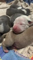 American Pit Bull Terrier Puppies for sale in San Diego, California. price: $2,000