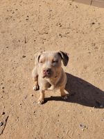 American Pit Bull Terrier Puppies for sale in Albuquerque, New Mexico. price: NA
