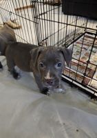 American Pit Bull Terrier Puppies for sale in Cleveland, OH, USA. price: $650