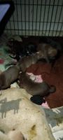 American Pit Bull Terrier Puppies for sale in Baton Rouge, Louisiana. price: $500