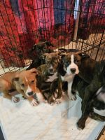 American Pit Bull Terrier Puppies for sale in Saraland, Alabama. price: $50
