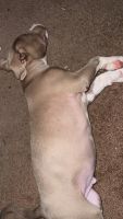 American Pit Bull Terrier Puppies for sale in Durham, North Carolina. price: $800