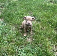 American Pit Bull Terrier Puppies for sale in Damascus, MD 20872, USA. price: $400