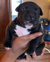 American Pit Bull Terrier Puppies for sale in Bronx, New York. price: $300