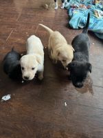 American Pit Bull Terrier Puppies for sale in Garland, Texas. price: $600