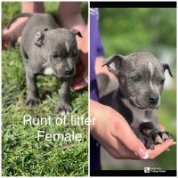 American Pit Bull Terrier Puppies for sale in Mannford, Oklahoma. price: $200