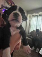 American Pit Bull Terrier Puppies for sale in St. Louis, Missouri. price: $250