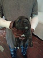 American Pit Bull Terrier Puppies for sale in Rocky Mount, North Carolina. price: $200