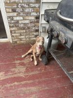 American Pit Bull Terrier Puppies for sale in Waldorf, Maryland. price: $1,000