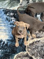 American Pit Bull Terrier Puppies for sale in Waldorf, Maryland. price: $1,500