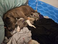 American Pit Bull Terrier Puppies for sale in Ferris, Texas. price: NA